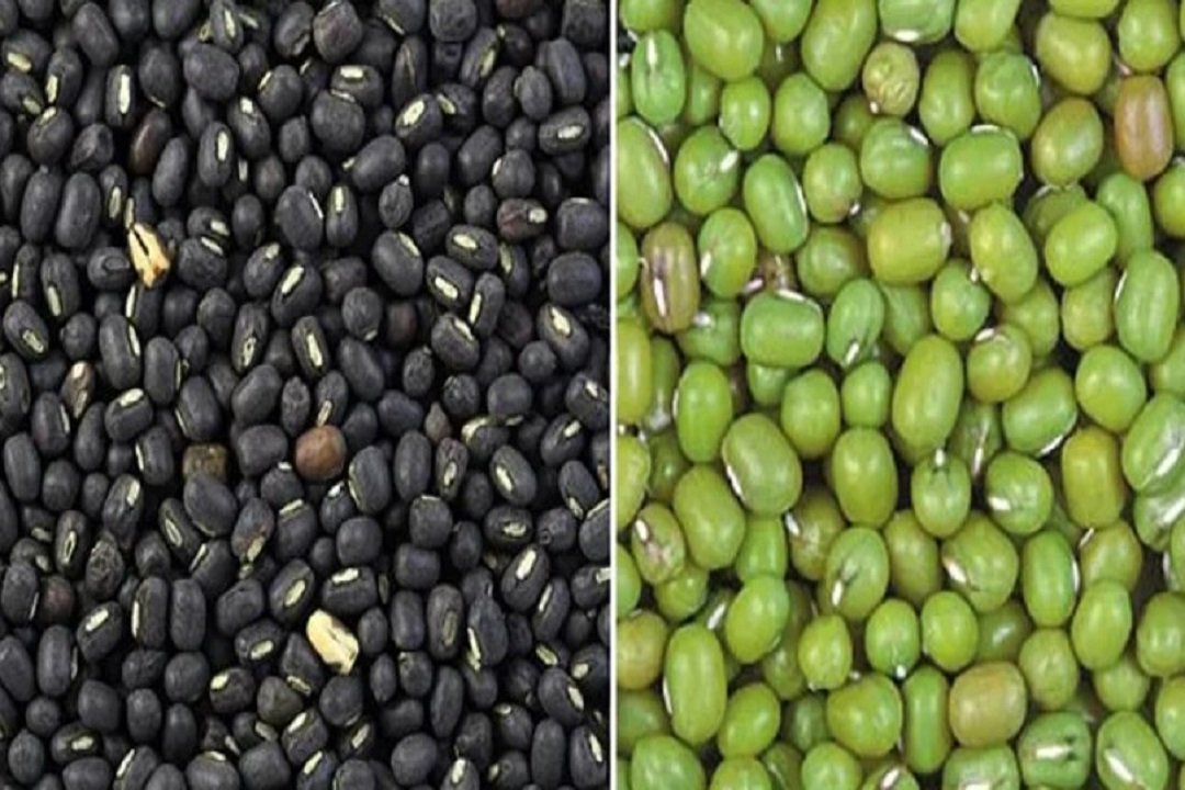 मुग व उडीद