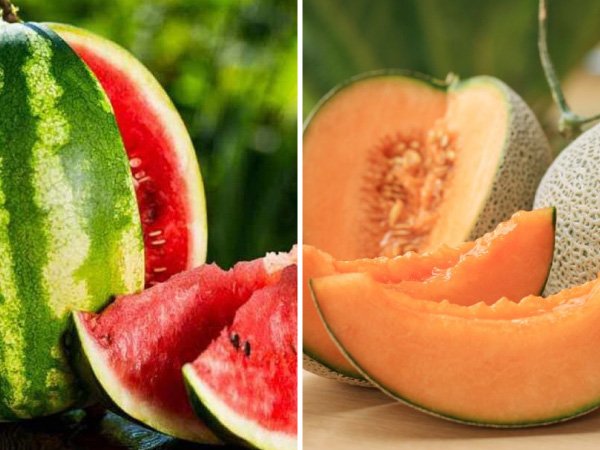 टरबूज, खरबूज